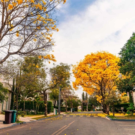 Condomínio de Goiânia viraliza nas redes sociais com vídeo de florada de Ipês Amarelos