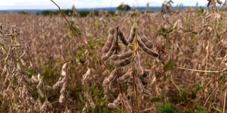 Agro que impulsiona o imobiliário: Goiás registra safra recorde de soja em 2025