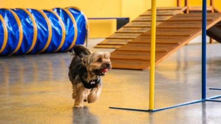 Censo aponta que 10% dos moradores de condomínios já possuem pets no Brasil