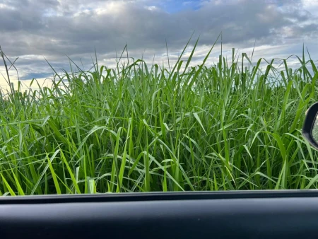 Fazenda em Mundo Novo