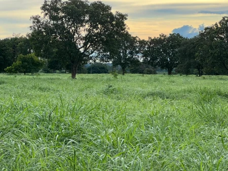 Fazenda em Mundo Novo