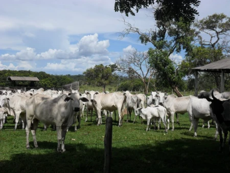Fazenda em Mato Grosso do Sul