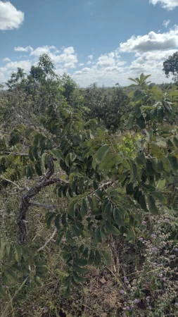 Fazenda em Silvânia