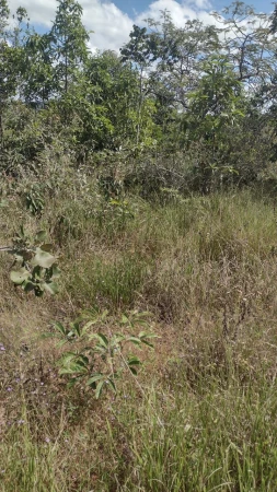 Fazenda em Silvânia