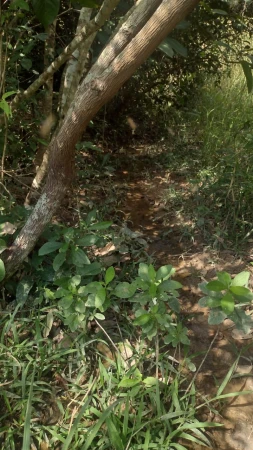 Fazenda em Silvânia