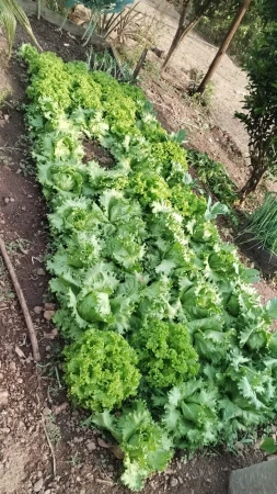 Chácara Caldas Novas