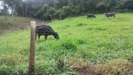 Chácara Caldas Novas
