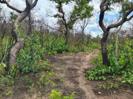 Fazenda em Colinas do Sul