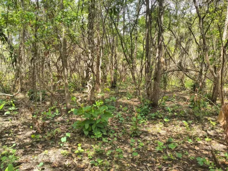 Fazenda em Colinas do Sul