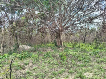 Fazenda em Colinas do Sul