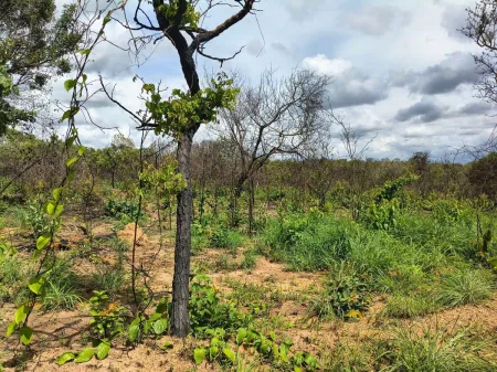 Fazenda em Colinas do Sul