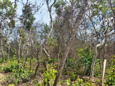 Fazenda em Colinas do Sul