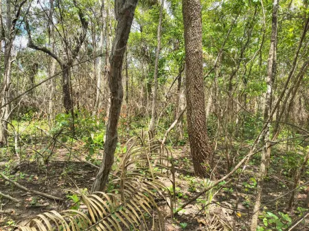 Fazenda em Colinas do Sul