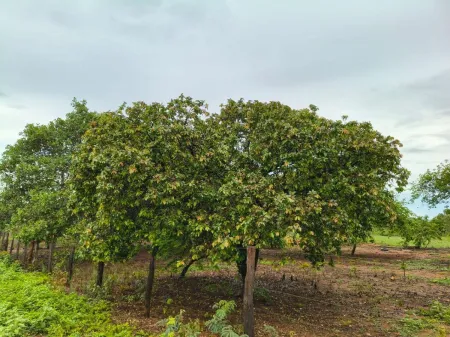 Fazenda em Colinas do Sul