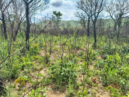 Fazenda em Colinas do Sul