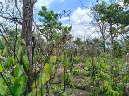 Fazenda em Colinas do Sul