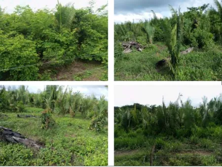 Fazenda Recanto da Lagoa Nova