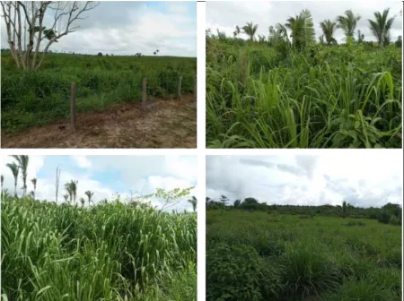 Fazenda Recanto da Lagoa Nova