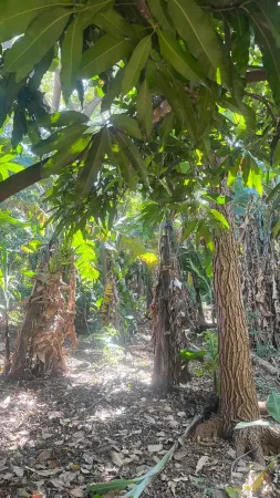 Chácara Jardim Novo Mundo