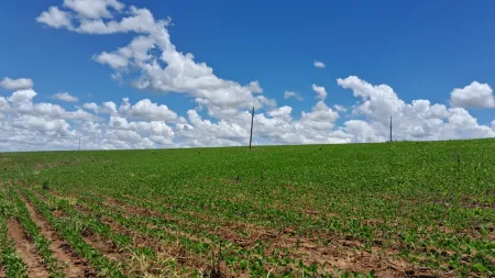 Fazenda Silvânia