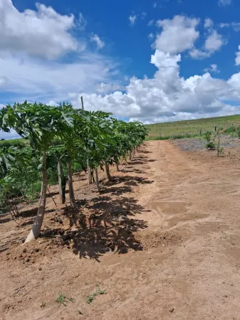 Fazenda Silvânia