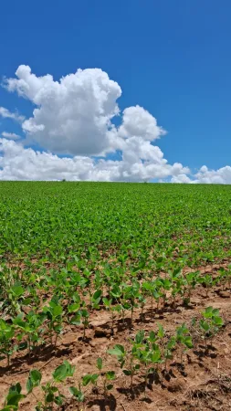 Fazenda Silvânia