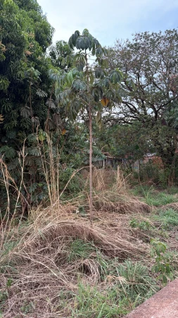 Área Comercial Confresa
