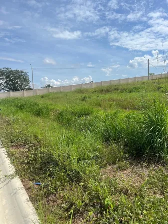 Lote Vinhas Flamboyant