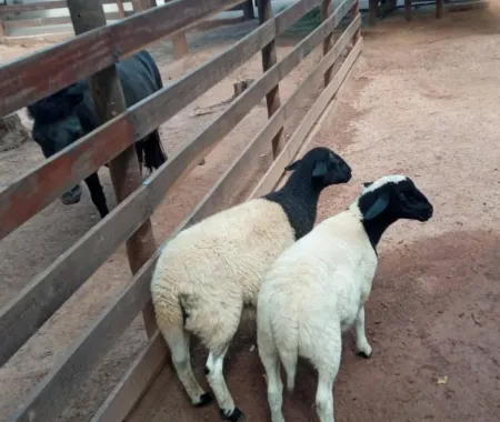 Chácara Águas do Capivari