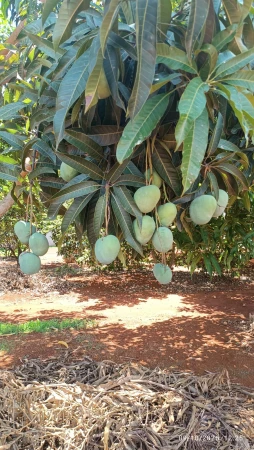Chácara em Caturaí