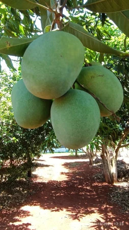 Chácara em Caturaí