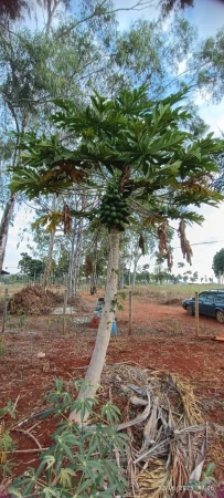 Chácara em Caturaí