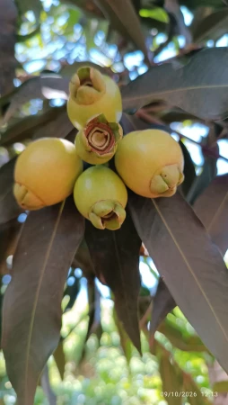 Chácara em Caturaí
