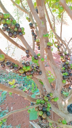 Chácara em Caturaí