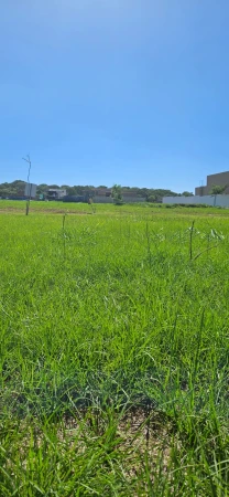 Lote  Plateau D'or Unique