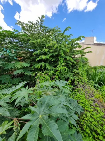 Terreno no Setor Orientville