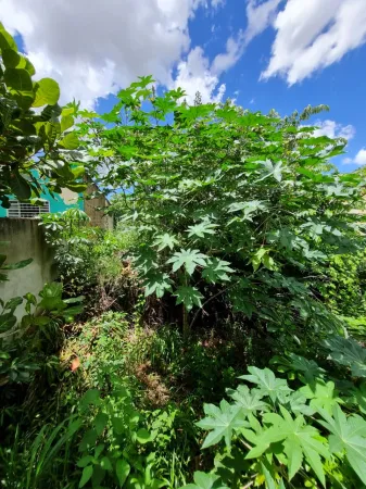 Terreno no Setor Orientville