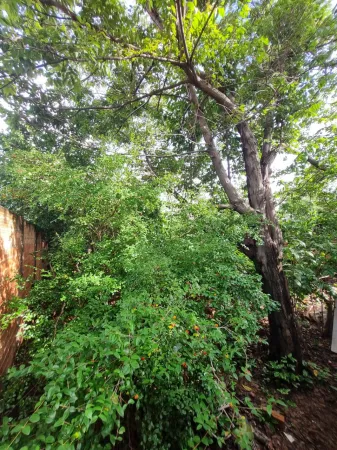 Lote no Setor Parque Amazônia