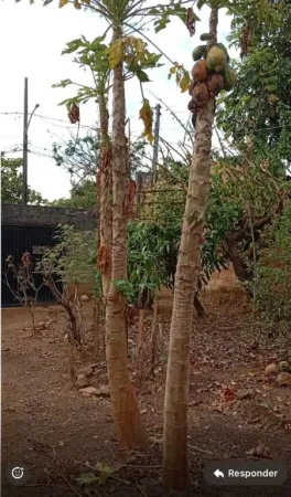 Casa no Jardim Buriti Sereno
