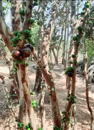 Chácara no Conjunto Estrela do Sul