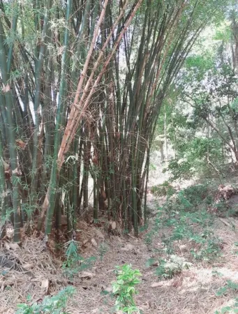 Chácara no Conjunto Estrela do Sul