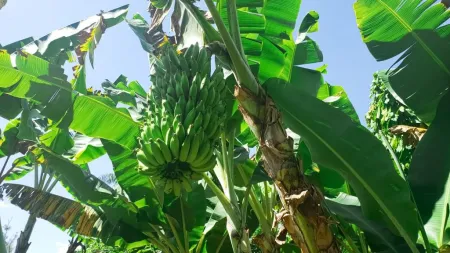 Chácara no Setor Chácaras de Recreio Samambaia